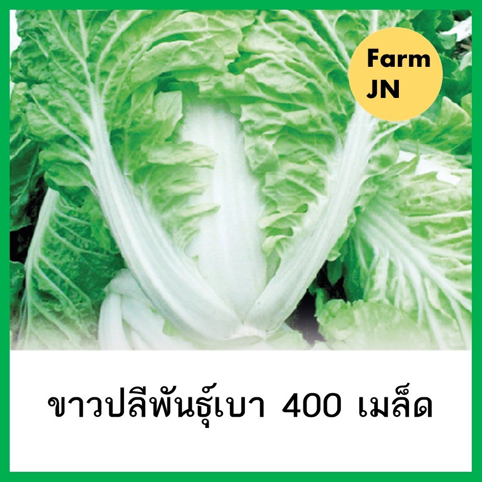 เมล็ดผักกาดขาวปลีพันธุ์เบา เมล็ดผักสวนครัว 10แถม1
