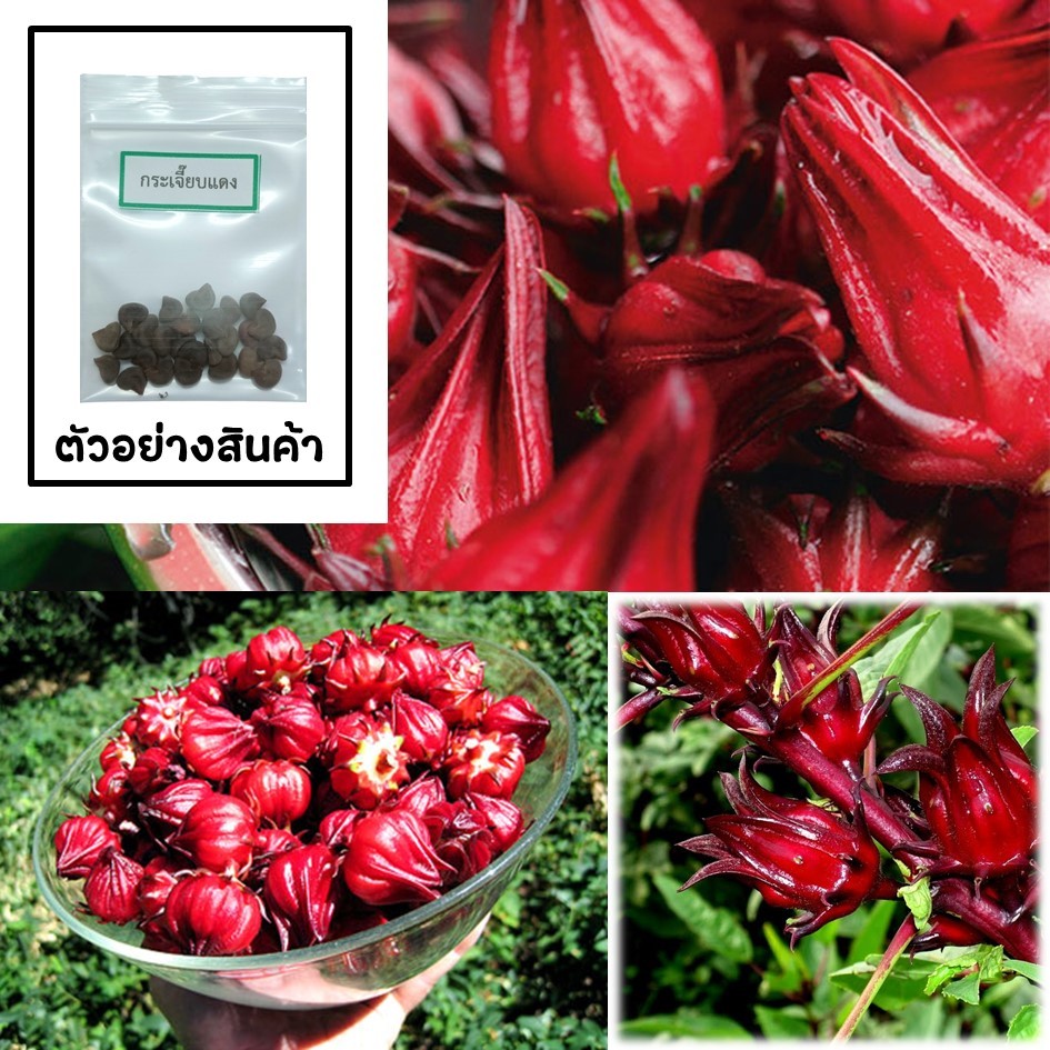 เมล็ดกระเจี๊ยบแดง 20 เมล็ด 🌱 ซื้อ 10 แถม 2 คละได้ 💥 เลือกของแถมได้ คิดถึงเมล็ดผัก คิดถึง skinsun