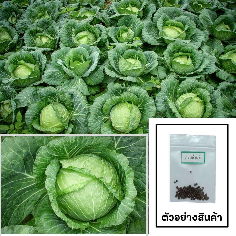 เมล็ดกะหล่ำปลี 50 เมล็ด 🌱 ซื้อ 10 แถม 2 คละได้ 💥 เลือกของแถมได้ คิดถึงเมล็ดผัก คิดถึง skinsun