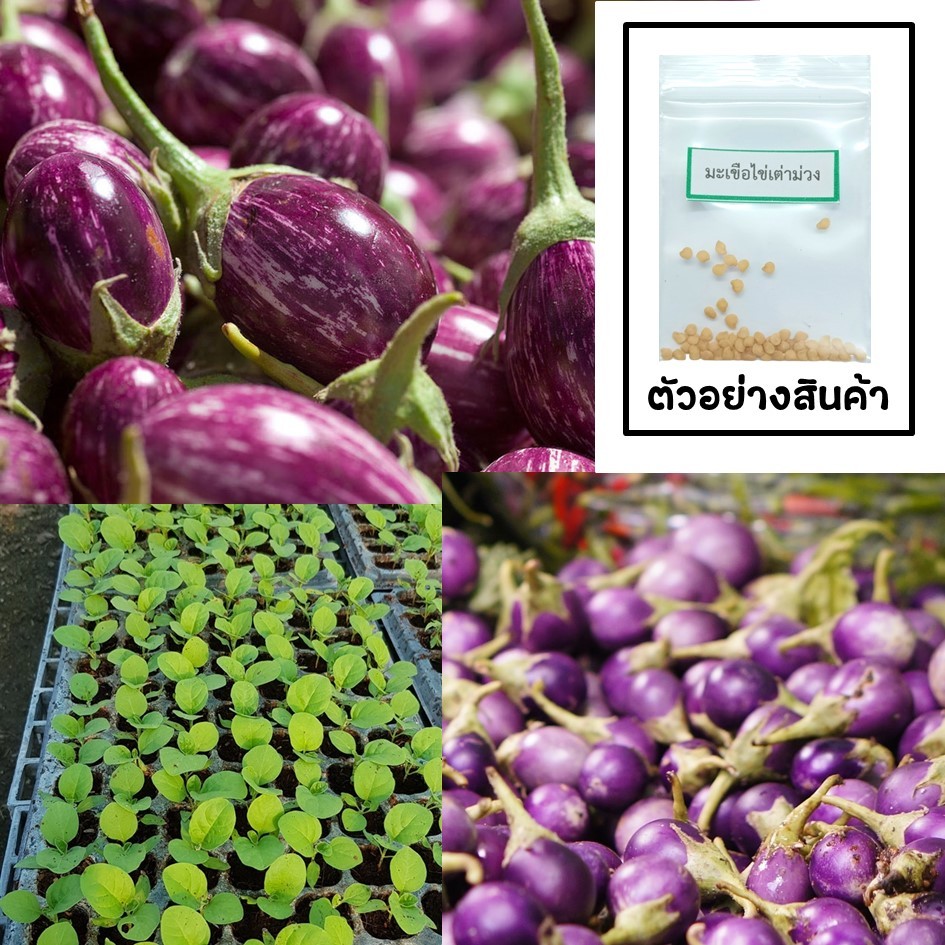 เมล็ดมะเขือไข่เต่าม่วง 30 เมล็ด 🌱 ซื้อ 10 แถม 2 คละได้ 💥 เลือกของแถมได้ คิดถึงเมล็ดผัก คิดถึง skinsun