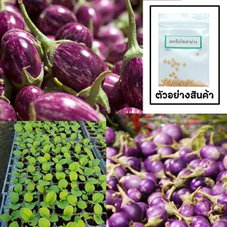 เมล็ดมะเขือไข่เต่าม่วง 30 เมล็ด 🌱 ซื้อ 10 แถม 2 คละได้ 💥 เลื…