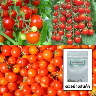 🌱เมล็ดมะเขือเทศเชอรี่ พันธุ์ดก 10 เมล็ด 🌱 ซื้อ 10 แถม 2 คละได้ 💥 เลือกของแถมได้ คิดถึงเมล็ดผัก คิดถึง skinsun