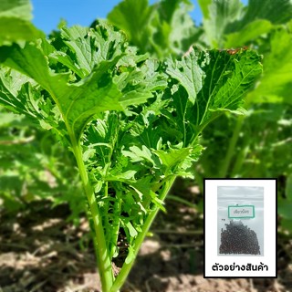 เมล็ดเขียวน้อย 200 เมล็ด 🌱 ซื้อ 10 แถม 2 คละได้ 💥 เลือกของแถ…