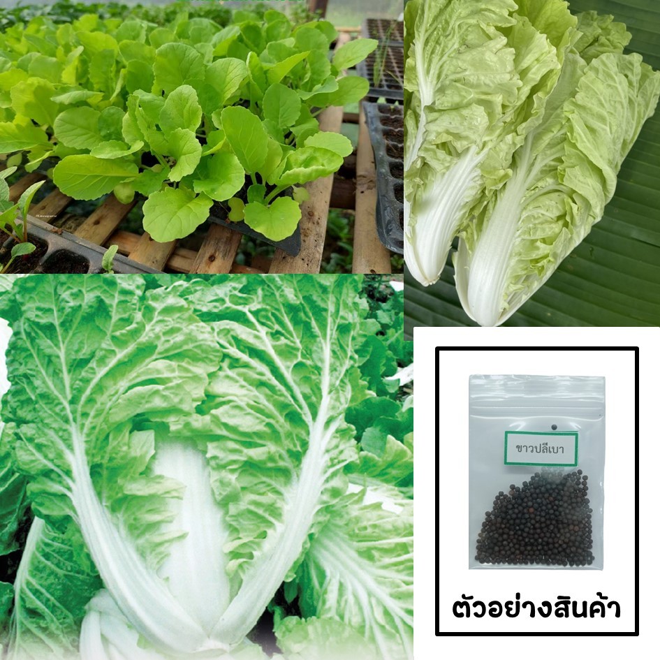 เมล็ดผักกาดขาวปลีพันธุ์เบา 400-500 เมล็ด 🌱 ซื้อ 10 แถม 2 คละได้ 💥 เลือกของแถมได้ คิดถึงเมล็ดผัก คิดถึง skinsun