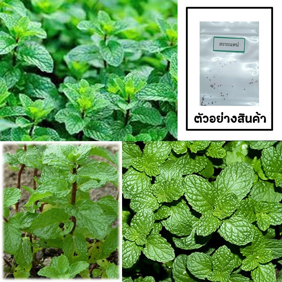 เมล็ดสะระแหน่ 50 เมล็ด 🌱 ซื้อ 10 แถม 2 คละได้ 💥 เลือกของแถมได้ คิดถึงเมล็ดผัก คิดถึง skinsun