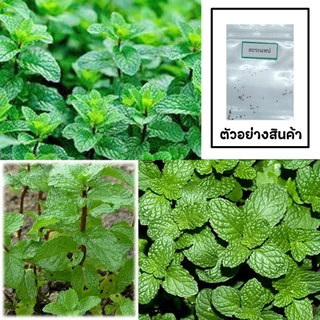 เมล็ดสะระแหน่ 50 เมล็ด 🌱 ซื้อ 10 แถม 2 คละได้ 💥 เลือกของแถมได้ คิดถึงเมล็ดผัก คิดถึง skinsun