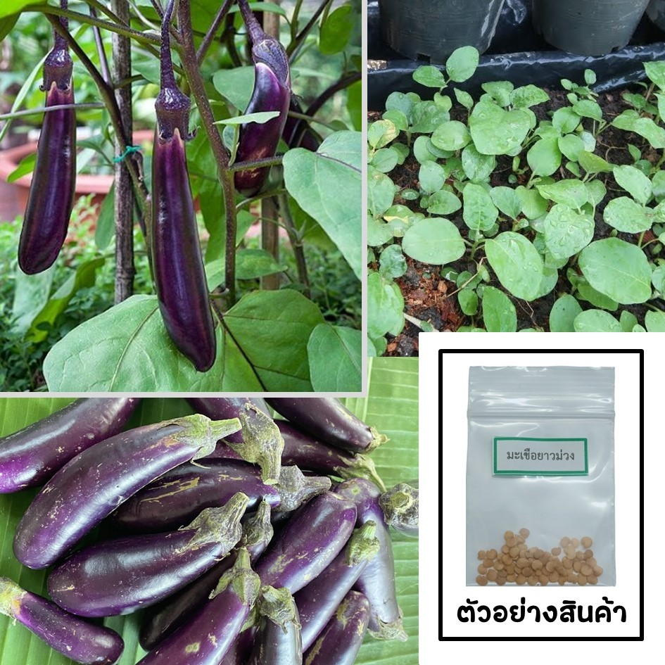 🌱เมล็ดมะเขือยาวม่วง 30 เมล็ด 🌱 ซื้อ 10 แถม 2 คละได้ 💥 เลือกของแถมได้ คิดถึงเมล็ดผัก คิดถึง skinsun