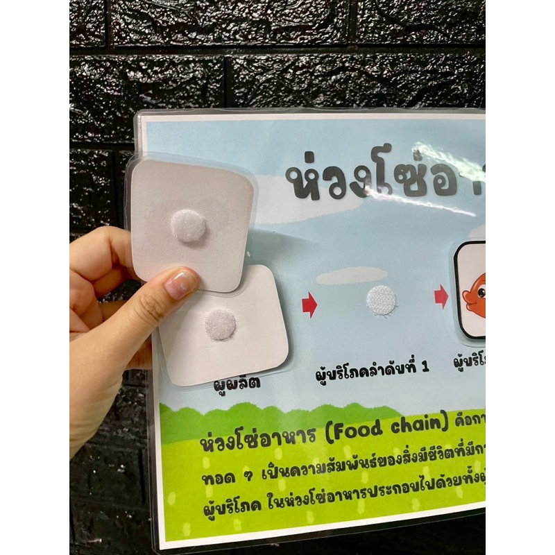 สื่อการสอนห่วงโซ่อาหารขนาดใหญ่ (ซื้อเป็นชุดถูกลง 50฿) ราคา ถูกที่สุด ดีลบีเคเค แกลเลอรีภาพที่ 3