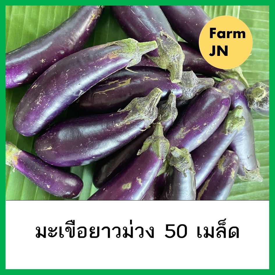 เมล็ดมะเขือยาวม่วง เมล็ดผักสวนครัว 10 แถม 1