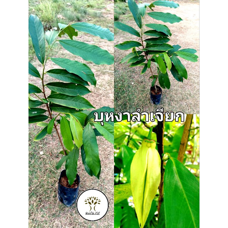 ต้นบุหงาลำเจียก  ขนาดต้น 80ซม.-1 เมตร  ไม้ไทยโบราณ ดอกหอม