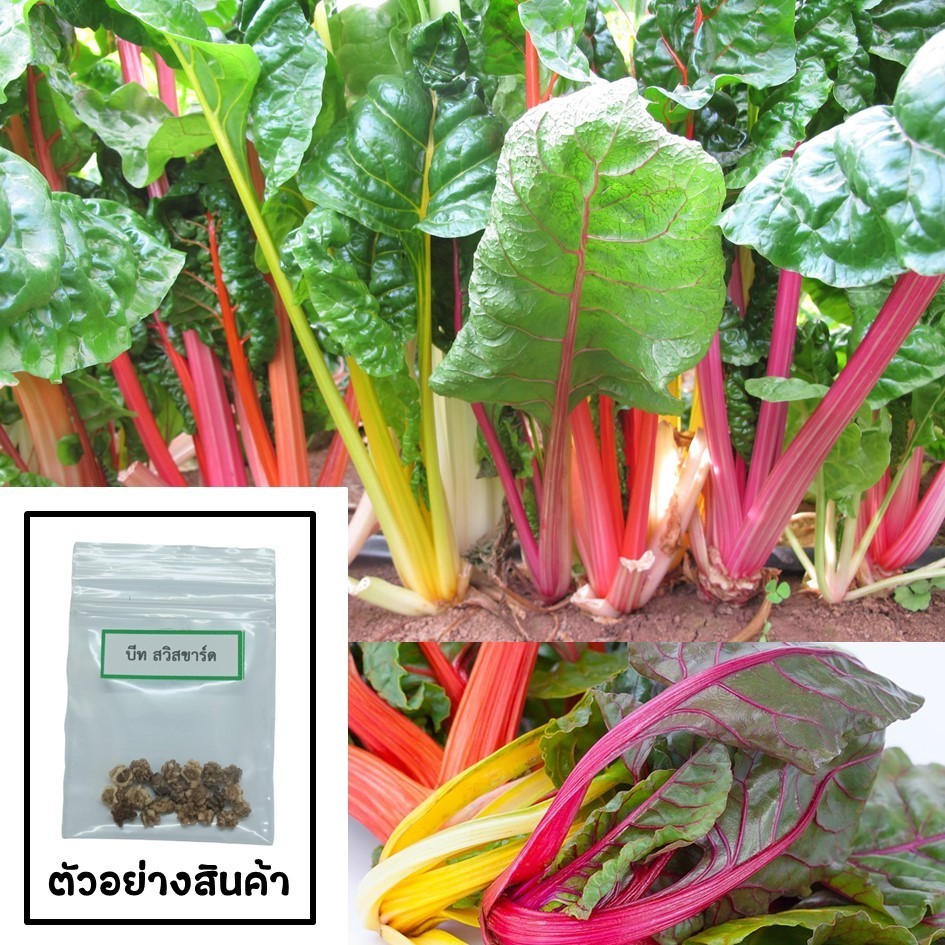 เมล็ดผักสลัดบีท สวิสชาร์ด 10 เมล็ด (ซื้อ10แถม1 คละได้)