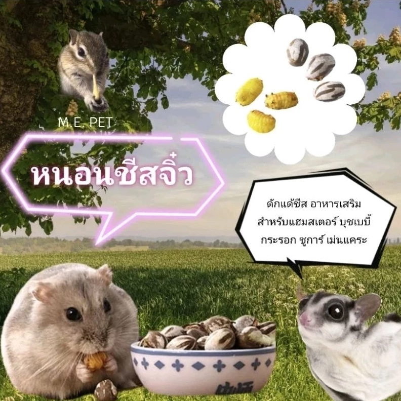 หนอนชีสจิ๋ว (10ตัว) ดักแด้ชีส หนอนถัง สำหรับแฮมสเตอร์ ชูการ์ กระรอก เม่นแคระ ดอร์เมาส์ (หนอนชีส)