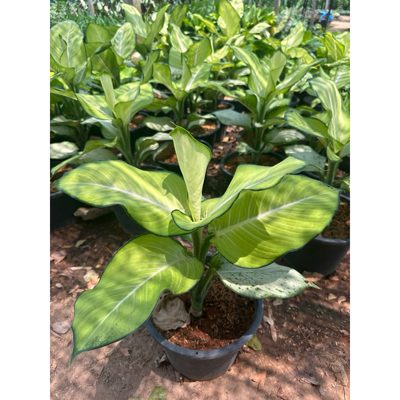 ต้นแสงจันทร์ทรา 🌿 Dieffenbachia sp. [ไม้มงคล] กระถาง 12 นิ้ว