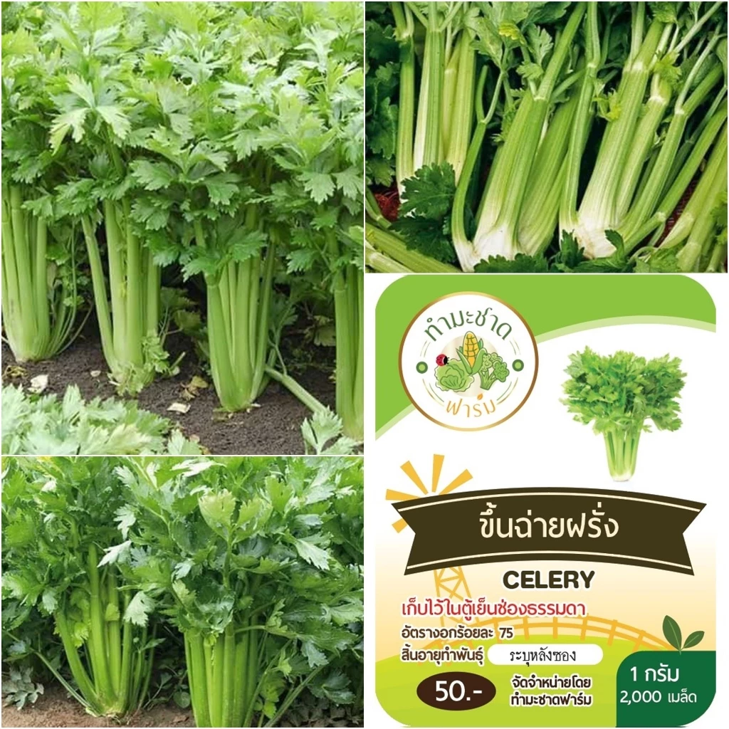 [10แถม1] เมล็ดพันธุ์ เซเลอรี่ Celery ขนาดบรรจุประมาณ 2,000 เมล็ด ขึ้นฉ่ายฝรั่ง คื่นฉ่ายฝรั่ง ขึ้นช่าย คึ่นช่าย คื่นฉ่าย