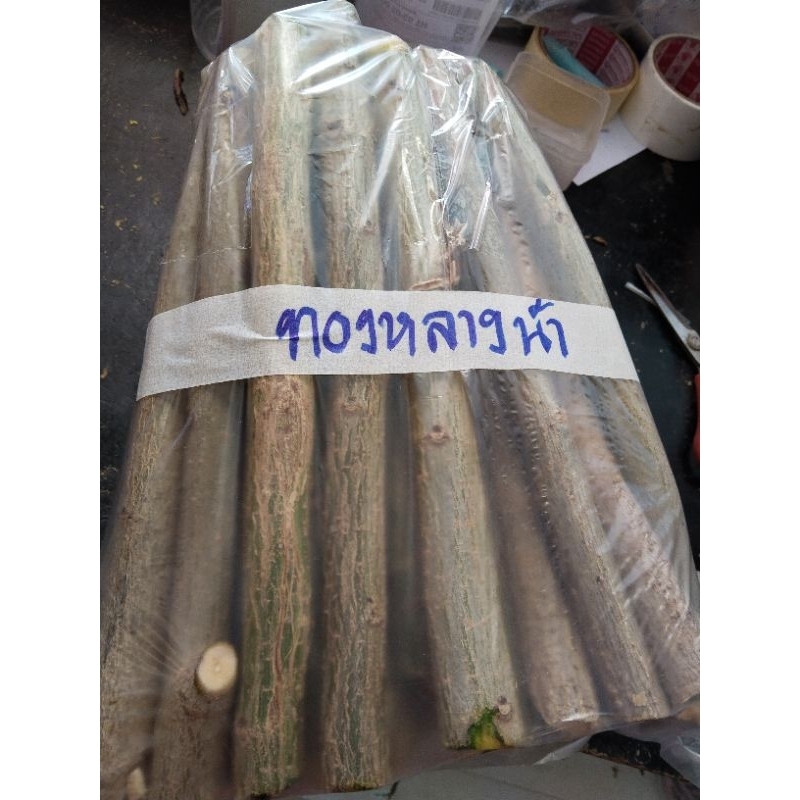 ทองหลางน้ำ ทองหลางกินใบ(กิ่งปักชำกิ่งละ10บาท) 1ชุด10กิ่ง100บาท