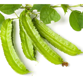 ถั่วพูยักษ์เขียว📌ถูกที่สุด9 บ.📌เมล็ดพันธุ์ถั่วพู2-12เมล็ด☘️ปลูกง่ายขึ้นไว🌱กินอร่อย🌱ฝักยาว 50 เซนติเมตร