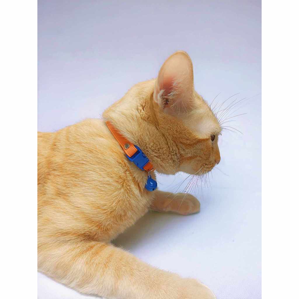(สินค้าใหม่ชุดที่ 3)😻ปลอกคอแมวยางยืดดดด😻 ปลอดภัยสำหรับแมว ไม่รั้งคอหากแมวไปรั้งกับกิ่งไม้ มีหลากสี 🌈 ( customสีได้)