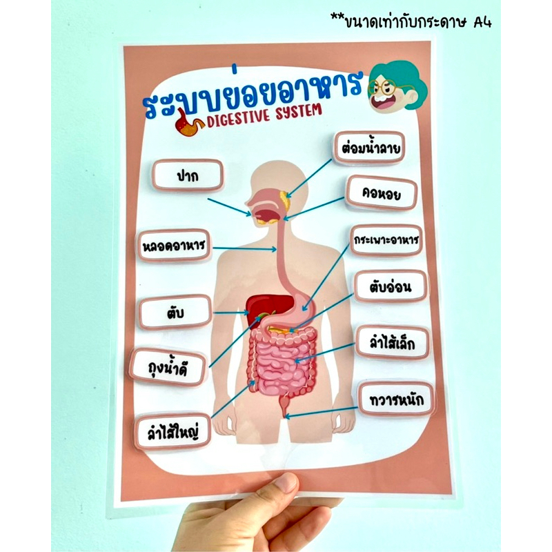 ระบบย่อยอาหาร สื่อการสอนวิทยาศาสตร์