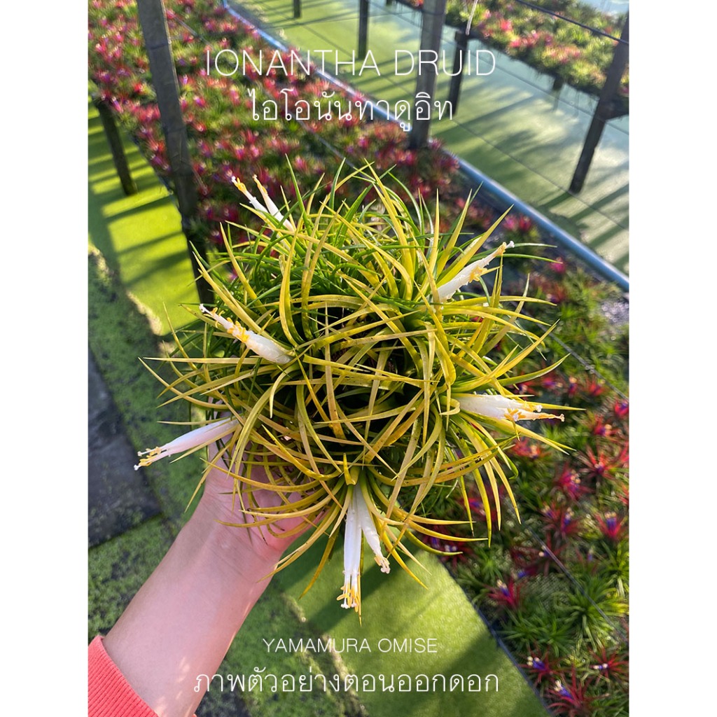 ทิลแลนเซียไอโอนันทา ดูอิท ดอกสีเหลือง Tillandsia ionantha Druid สัปปะรดสี ไม้ฟอกอากาศ ไม้ใบ ไม้ประดับปลูกในบ้าน