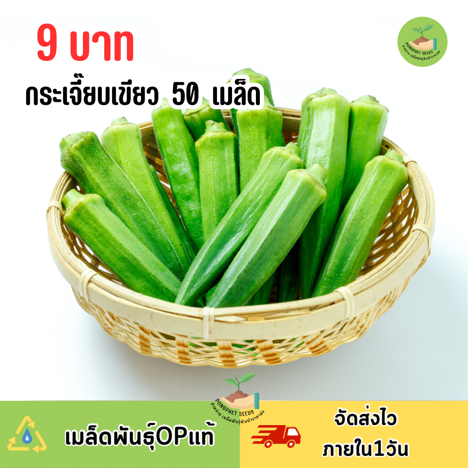 9บาท เมล็ดพันธุ์กระเจี๊ยบเขียว 50 เมล็ด