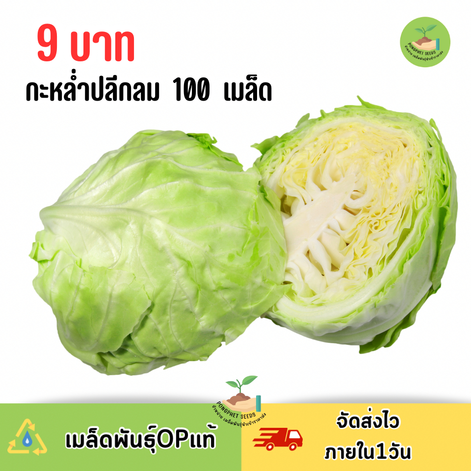 9บาท เมล็ดพันธุ์กะหล่ำปลีกลม 100 เมล็ด
