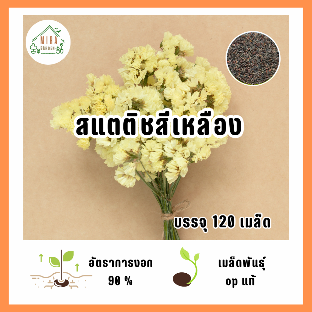 เมล็ดพันธุ์ดอกสแตติช สีเหลือง บรรจุ 120 เมล็ด
