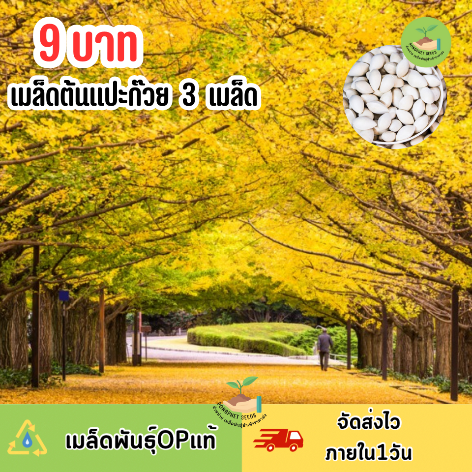 9บาท เมล็ดแปะก๊วย 3 เมล็ด