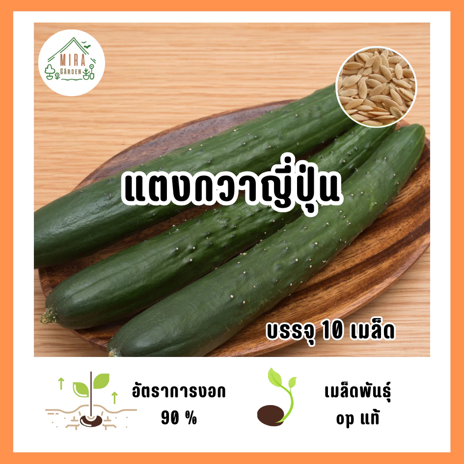 เมล็ดพันธุ์ แตงกวาญี่ปุ่น บรรจุ 10 เมล็ด