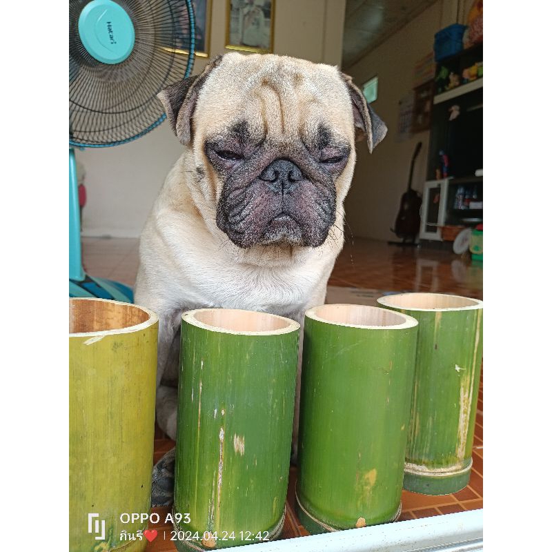 แก้วไม้ไผ่ เป็นไม้ไผ่สดๆนะคะ ปากกว้าง2-3นิ้ว สูง6นิ้ว ใช้ใส่น้ำ หรือสิ่งของอื่นๆ