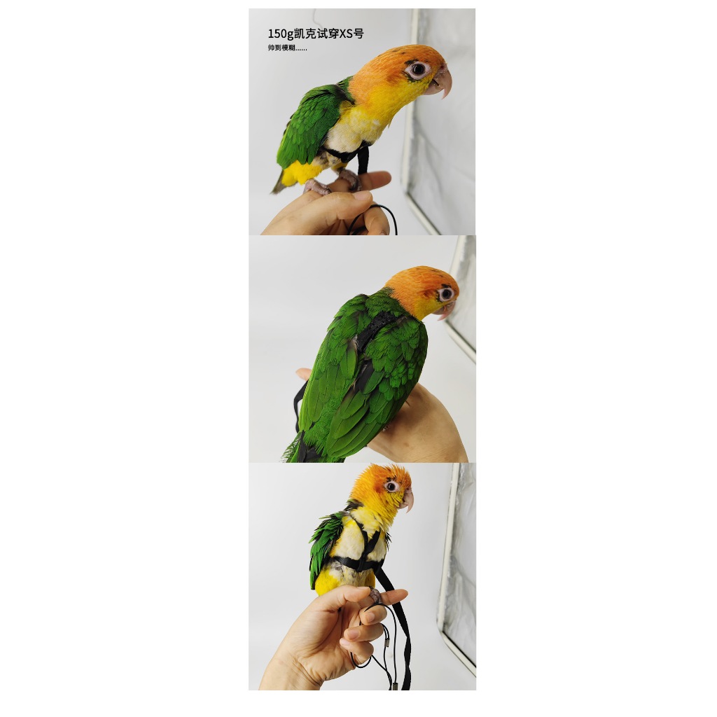 MOCHOME Bird Harness Adjustable เชือกจูงสัตว์เลี้ยง แบบนิ่ม ปรับได้ กันกัด ฝึกบิน สําหรับนก นกแก้ว parrot เอี๊ยมนก เชือก รูปที่ 3