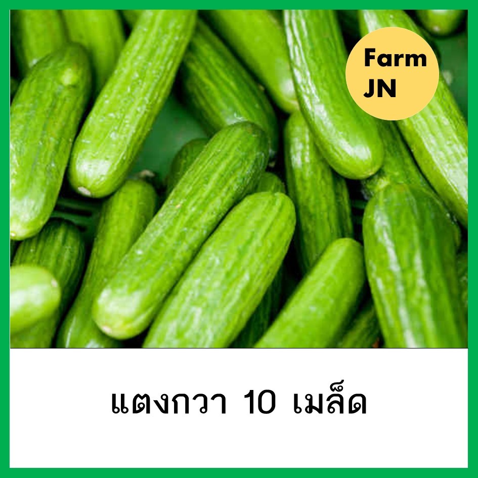 เมล็ดแตงกวา แตงกวา เมล็ดพันธุ์ผัก เมล็ดผัก เมล็ดผักสวนครัว 10แถม1 คละได้