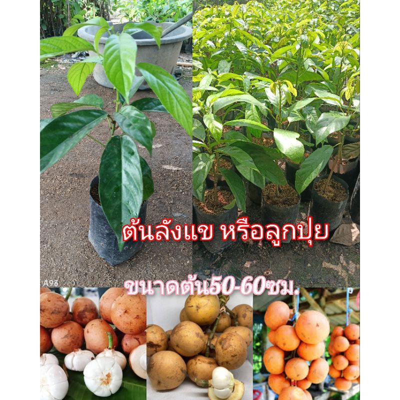 ต้นลังแข หรือลูกปุย ไม้โบราณ ลูกมีรสหวานอมเปรี้ยว ขนาดต้นพันธุ์ 50-60ซม.ส่งทั้งถุงชำ