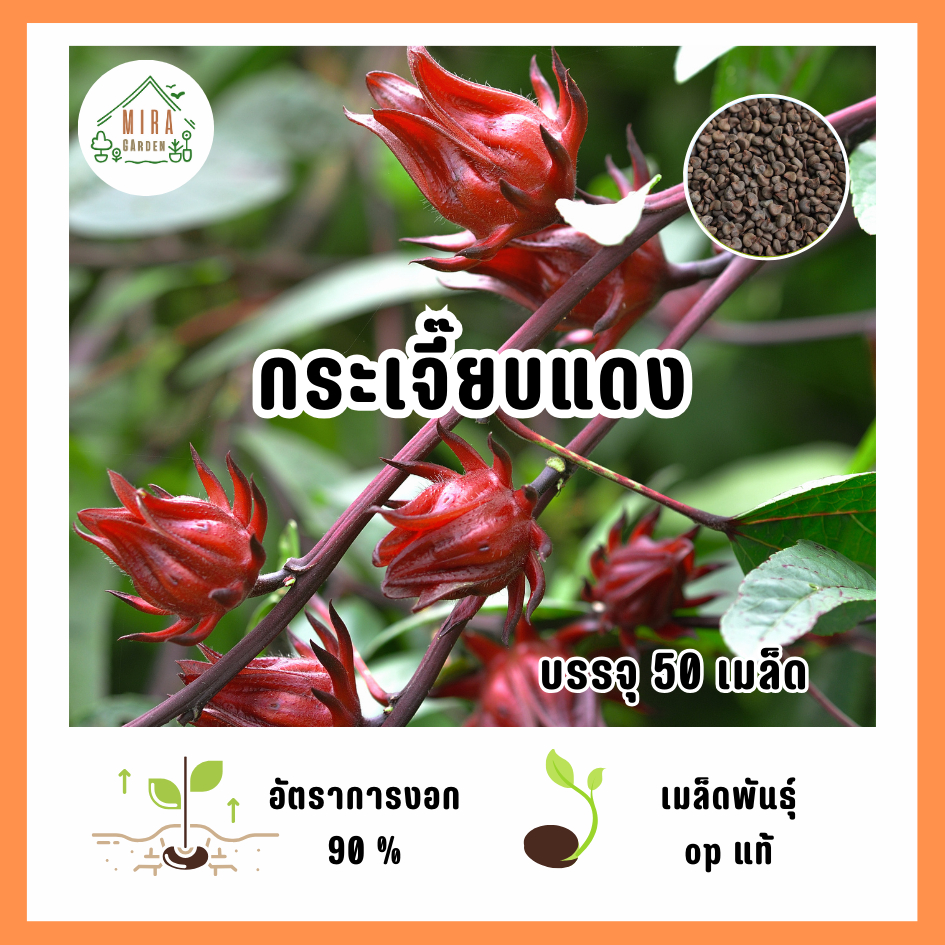 เมล็ดพันธุ์กระเจี๊ยบแดง  บรรจุ 50 เมล็ด