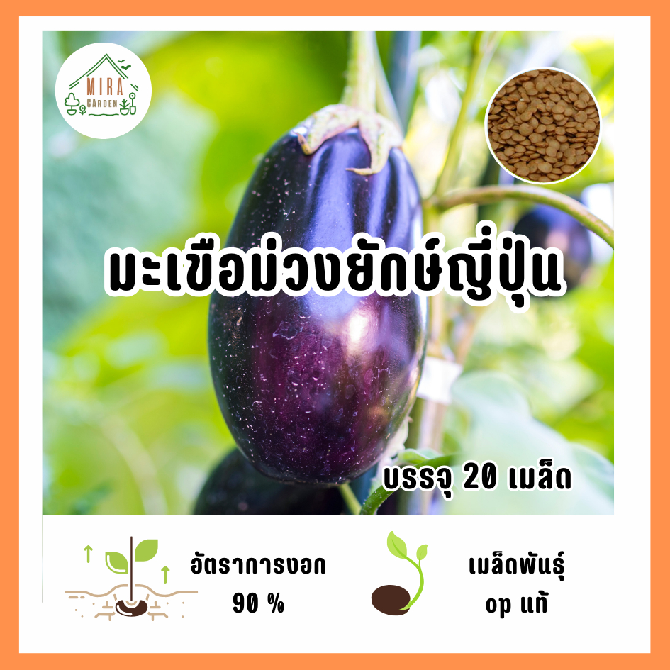 เมล็ดพันธุ์ มะเขือม่วงยักษ์ญี่ปุ่น บรรจุ 20 เมล็ด