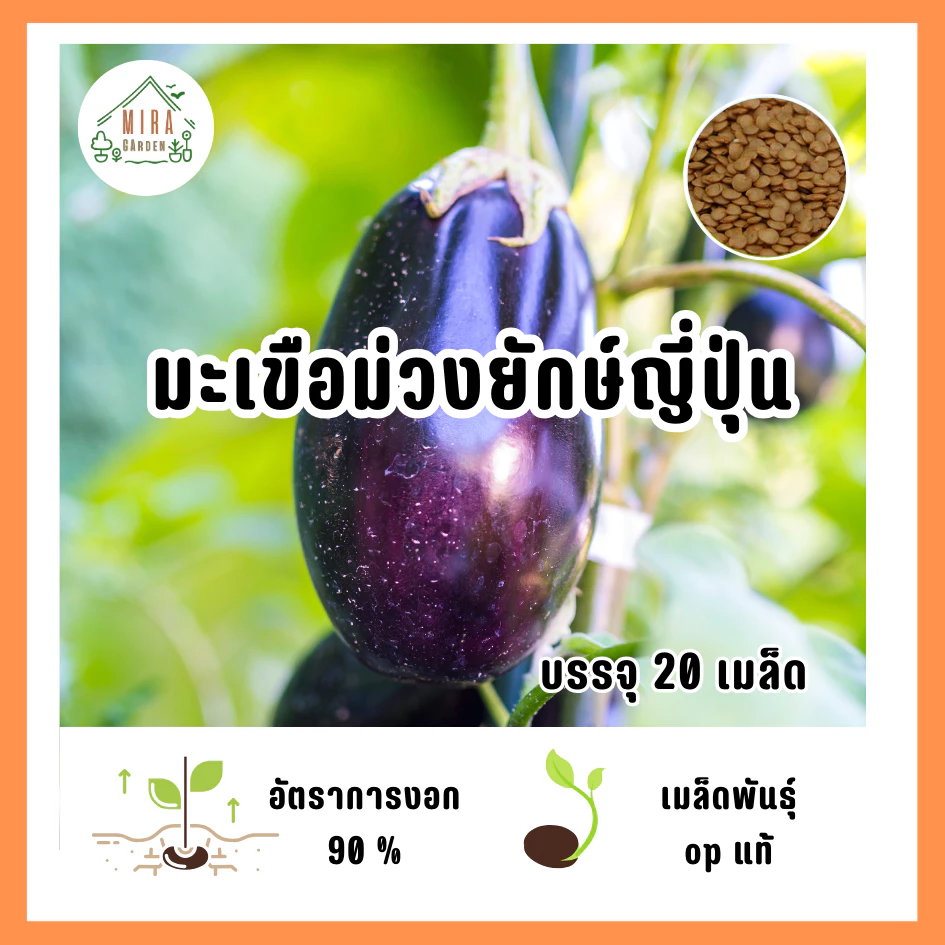 เมล็ดพันธุ์ มะเขือม่วงยักษ์ญี่ปุ่น บรรจุ 20 เมล็ด