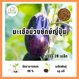 เมล็ดพันธุ์ มะเขือม่วงยักษ์ญี่ปุ่น บรรจุ 20 เมล็ด