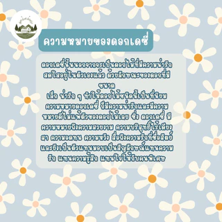 เมล็ดพันธุ์ดอกเดซี่สีขาว 250 เมล็ด