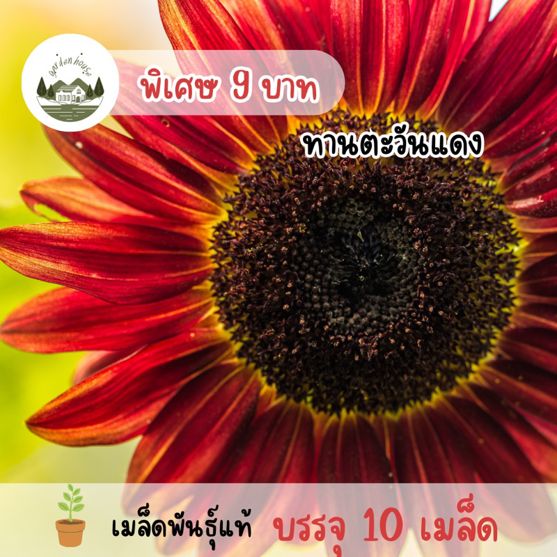 ทานตะวันแดง 10 เมล็ด