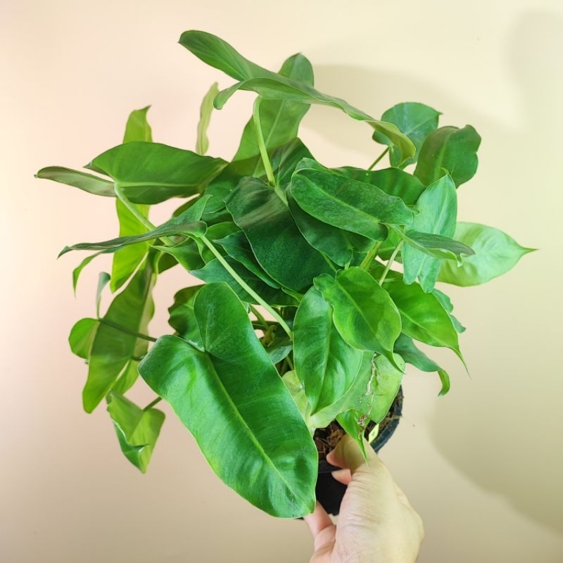 ฟิโลเดนดรอน เบอร์เบิ้ลมาร์ค หลุดด่าง กระถาง5" Philodendron Burle marx ฟิโลมรกต มรกตเขียว