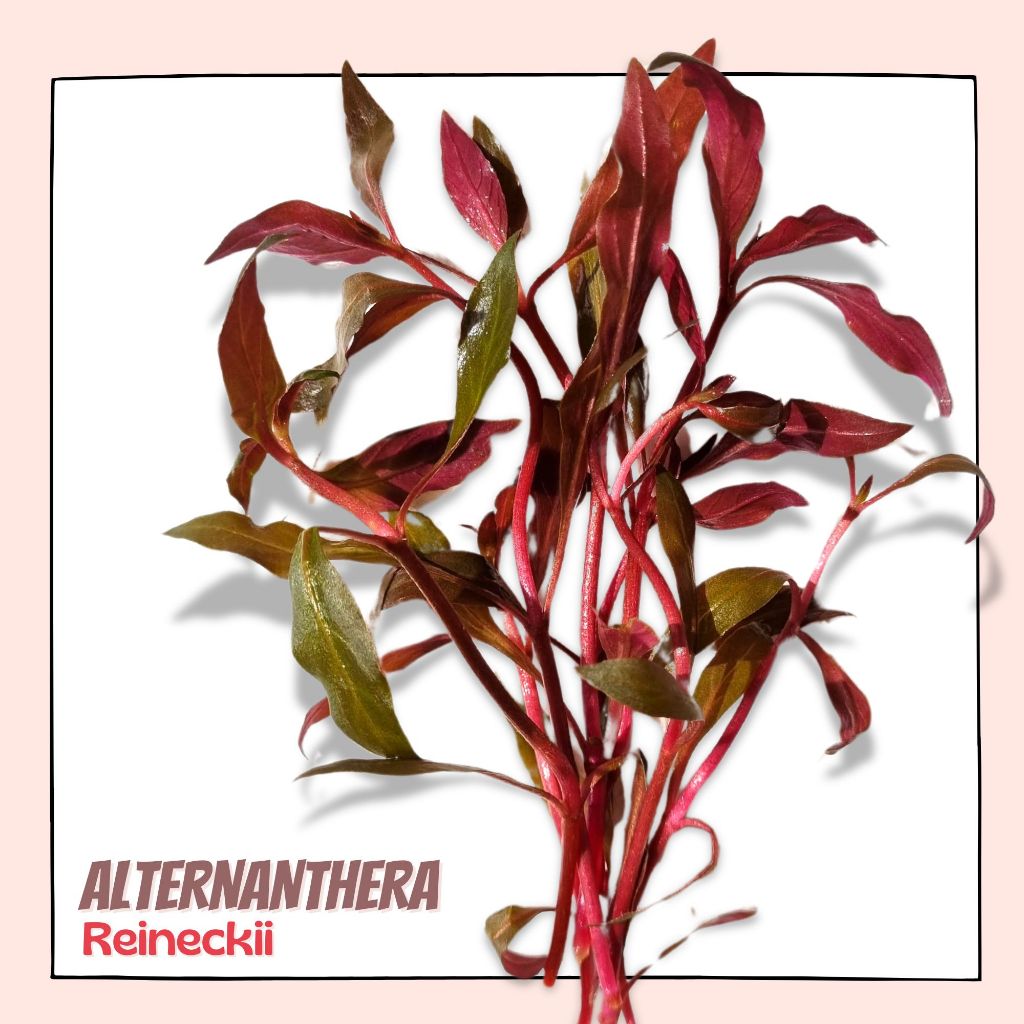 เรนิกี้ ใต้ใบแดง - ALTERNANTHERA REINECKII ต้นไม้น้ำ