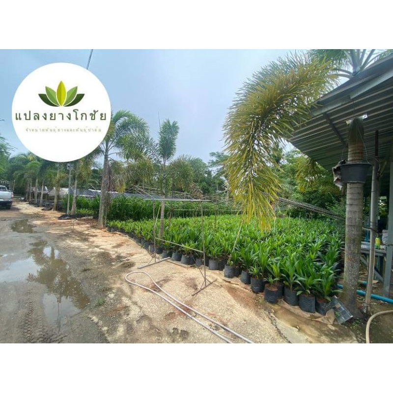 พันธุ์ปาล์มยังกัมบิMl161      0639946979