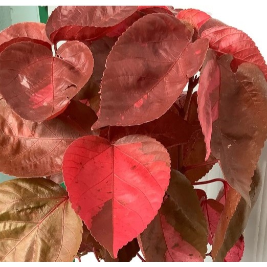 ต้นหูปลาช่อนแดง ไม้ใบด่าง ใบแดง กระถาง 8 นิ้ว - รูปที่ 2