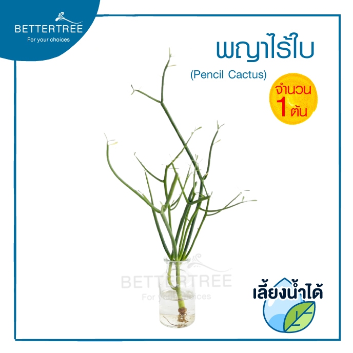 พญาไร้ใบ (จำนวน 1 ต้น) **มีรากแล้ว** Euphorbia tirucalli สามารถเลี้ยงน้ำได้ ไม้น้ำ