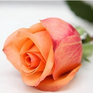 10  กุหลาบ Holiday Princess Rose Seeds