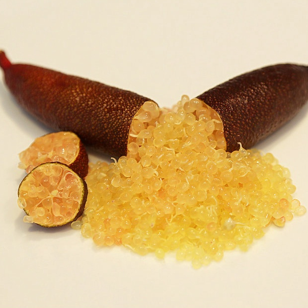 ต้นมะนาวนิ้วมือ มะนาวคาเวียร์ Finger lime พันธุ์ ROYAL PEARL ลำต้นสูง 30 ซม