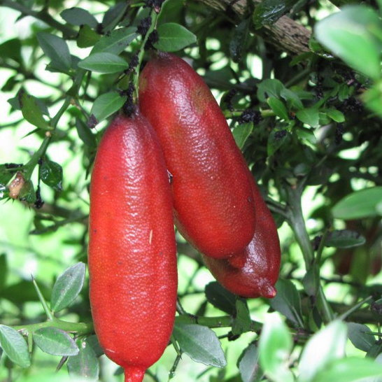 ต้นมะนาวนิ้วมือ มะนาวคาเวียร์ Finger lime พันธุ์ RICK'S RED แท้100% ปลูกได้เลย ต้นแข็งแรง มะนาวยอดนิยม