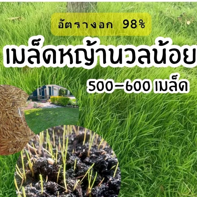 คุ้มสุด เมล็ดหญ้านวลน้อย 500-600 เมล็ด ส่งจากไทย อัตรางอก 98% ส่งไวส่งจากไทย