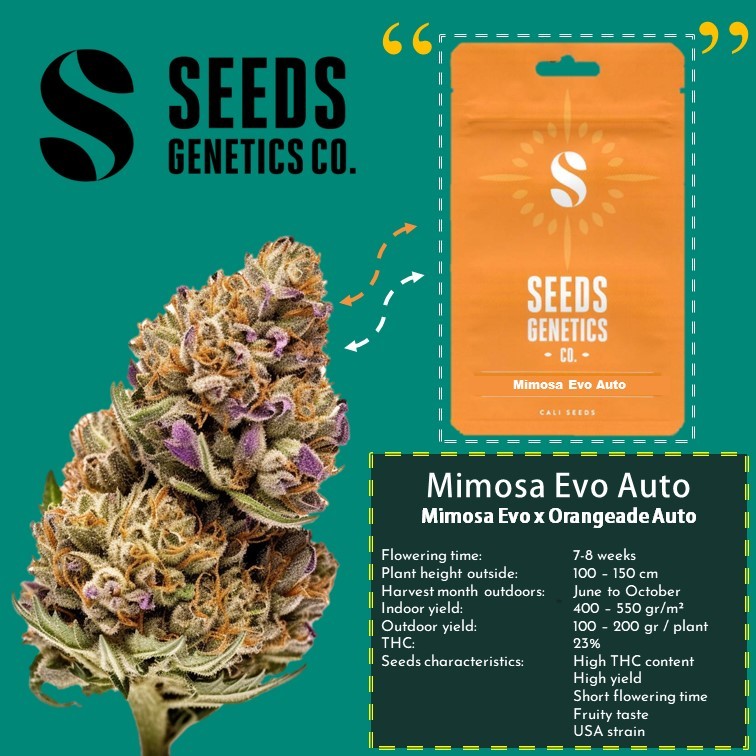 เมล็ด Mimosa Evo Auto - Seeds Genetics