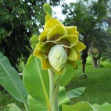 10 เมล็ดพันธุ์ กล้วยผา กล้วยโบราณหายาก กล้วยมงคลต้นใหญ่ทรงพุ่มฟอร์มใบสวย (Ensete superbum)