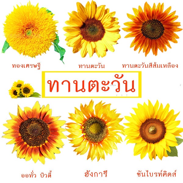 ทานตะวัน🎈รวมทุกพันธุ์🎯ถูกที่สุด10บ.🎯เมล็ดพันธุ์ทานตะวัน 5-50 เมล็ด🌱ปลูกง่าย☘️โตไว☘️ดอกสวย🌱10แถม1!!